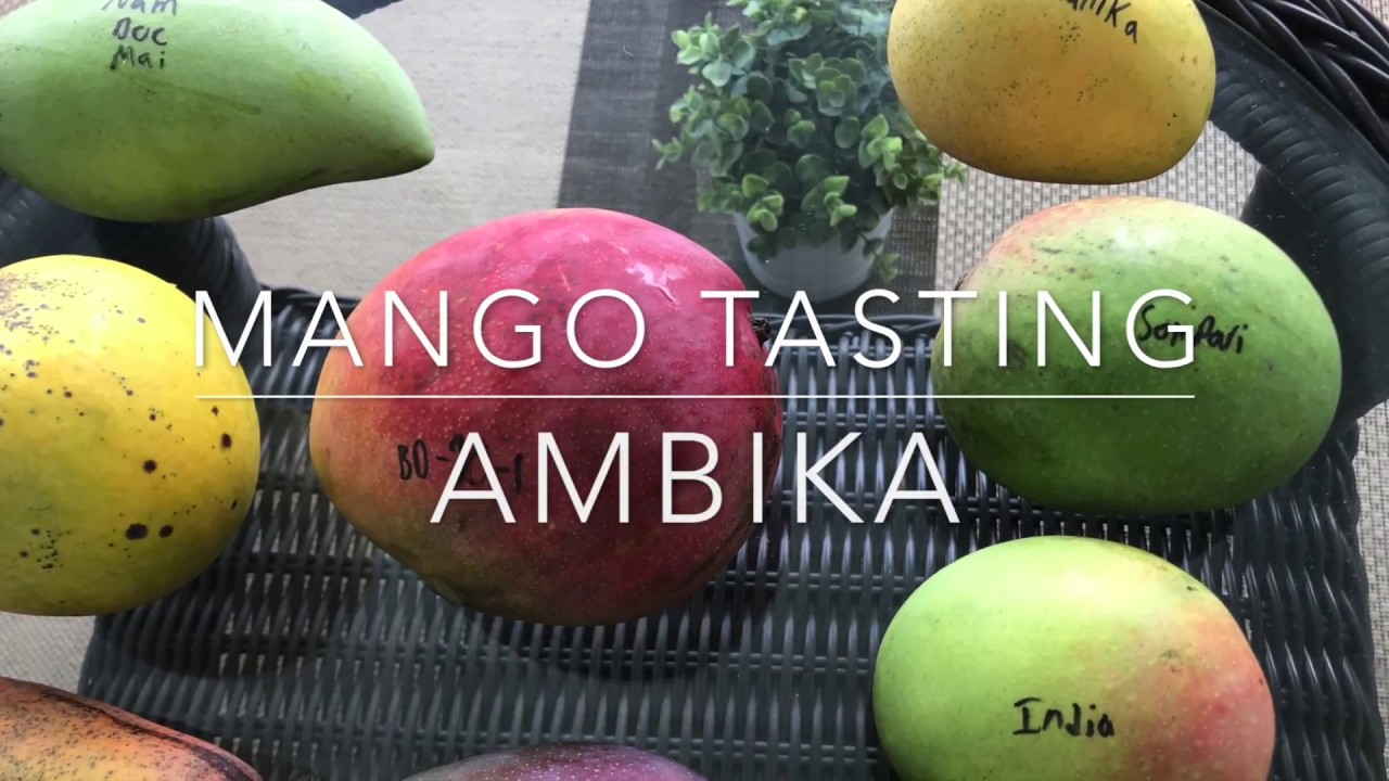 Mango Tasting Florida Grown Ambika Indian Mangos YouTube
