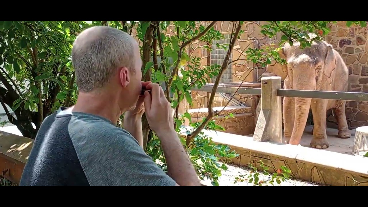 Elephant serenade with harmonica @ LR zoo by C.  C. on  8 12 251
