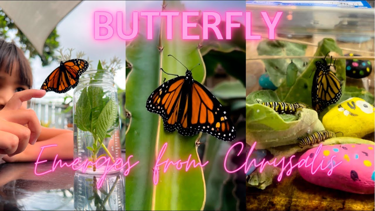 Butterfly Emerged from Chrysalis Ava and a Butterfly Oahu, Hawaii