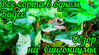 Обзор на Сингониумы / Все сорта моей коллекции