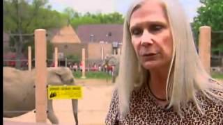 Exotic animals back to Zanesville