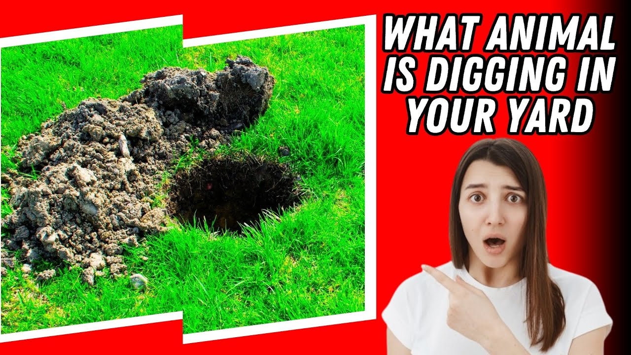 What Animals Are Digging Holes In Your Yard?