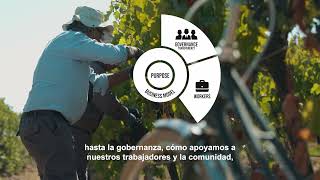 Cono Sur Vineyard Certified As A B-Corp Company