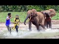 Elephant Attack in Kerala | Fun Made Wild Elephants Charge and Encounter Movie