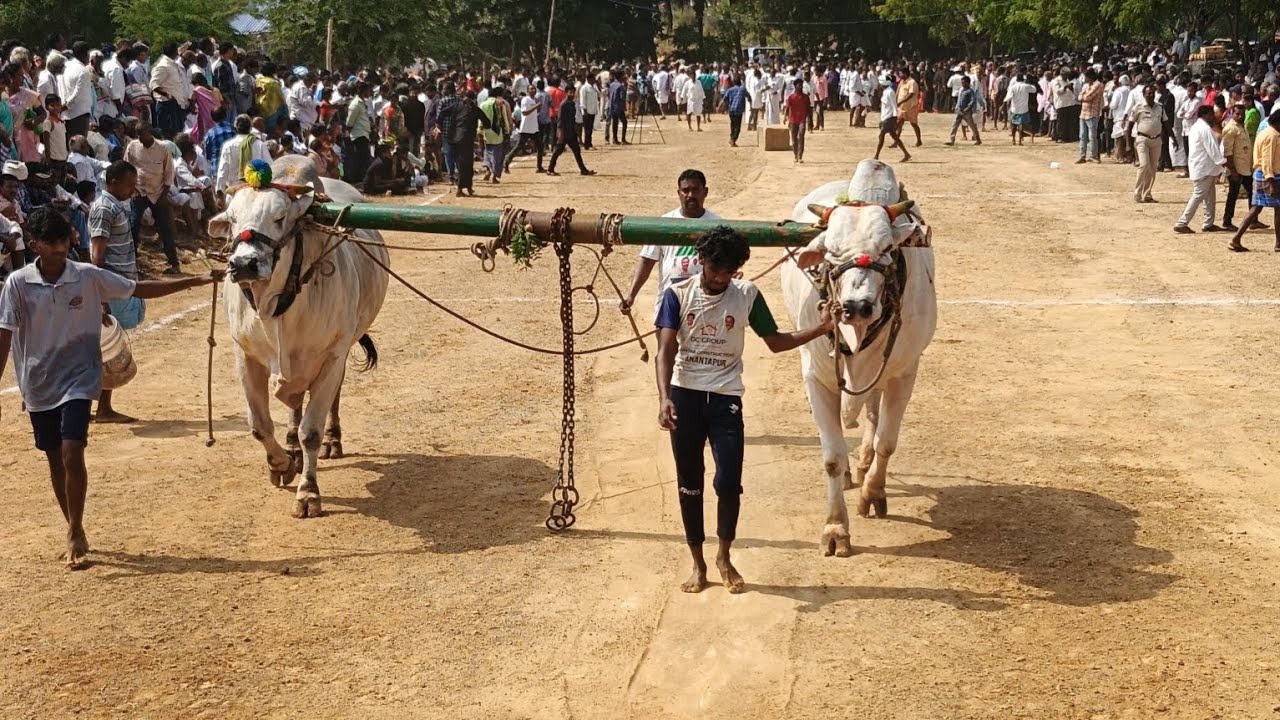K Ramanji Nallacherupalli seniors K. Ramanji Garladhinne seniors Bulls Shiva 🔥 ...