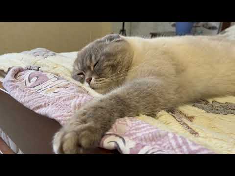 Кот кевин