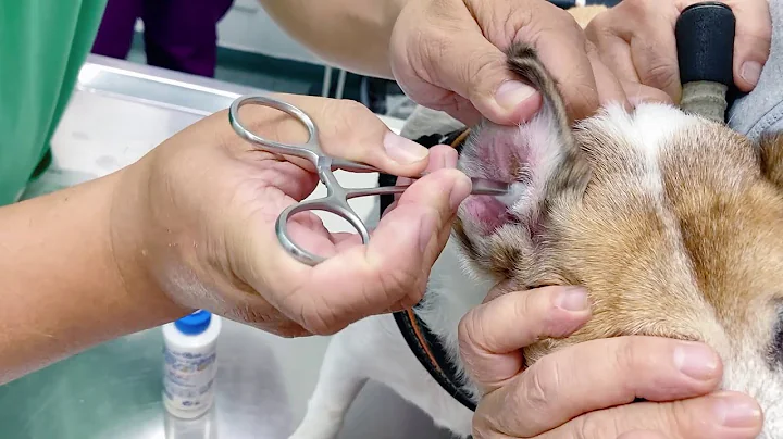 [ENG SUB] 狗狗皮膚病｜獸醫診斷黴菌治療｜Veterinarian Explains Symptoms, Diagnosis and Treatment of Ringworm - 天天要聞