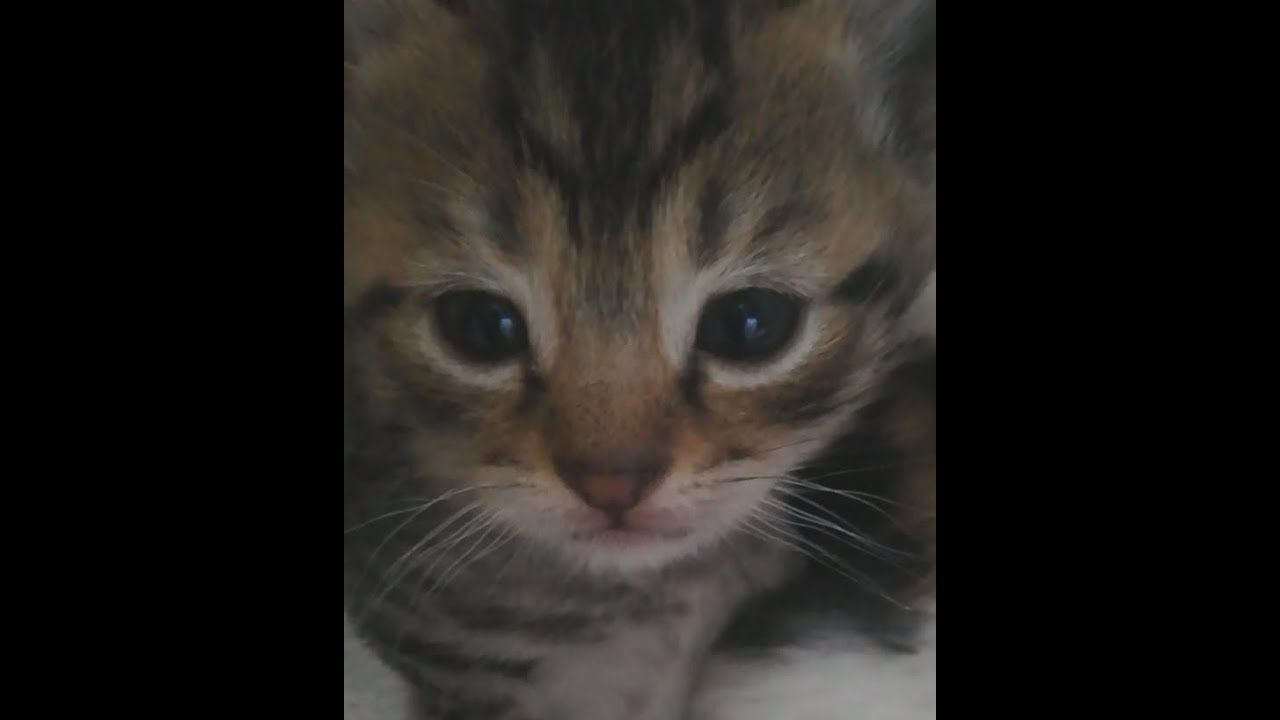 This Kitten Is Different