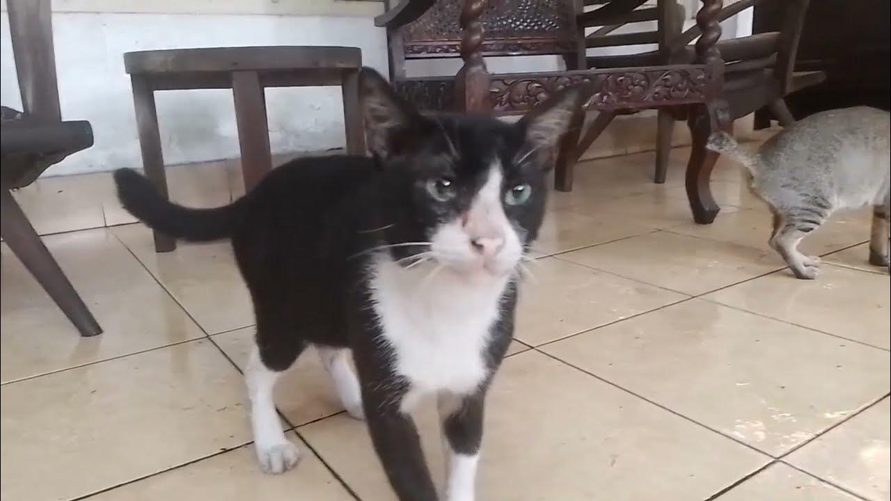 What Does Stray cat Need After The Rain WARMTH And FOOD YouTube what-does-stray-cat-need-after-the-rain-warmth-and-food-youtube