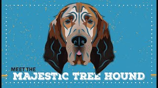 Majestic Tree Hound Breed | CKC Breed Facts & Profile by Continental Kennel Club, Inc. 329 views 1 year ago 3 minutes, 7 seconds