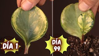 ENRAIZA Cualquier Planta Por HOJAS De La Siguiente Manera || Reproduce Plantas Por Hojas