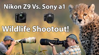 Nikon Z9 vs. Sony a1  WILDLIFE SHOOTOUT!