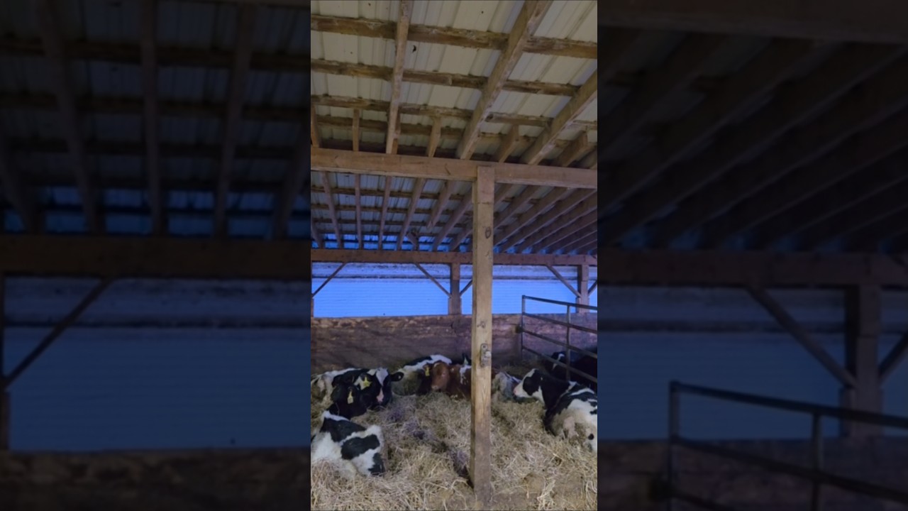 Свежая подстилка для телок