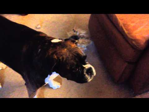 stubborn-boxer-dog-won't-even-look-at-me-shot-on-iphone