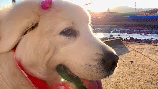 夕焼けで金色に染まったルンルンです　Great Pyrenees　グレートピレニーズ