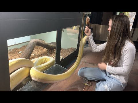 Reticulated Python is rather fond of ice cream