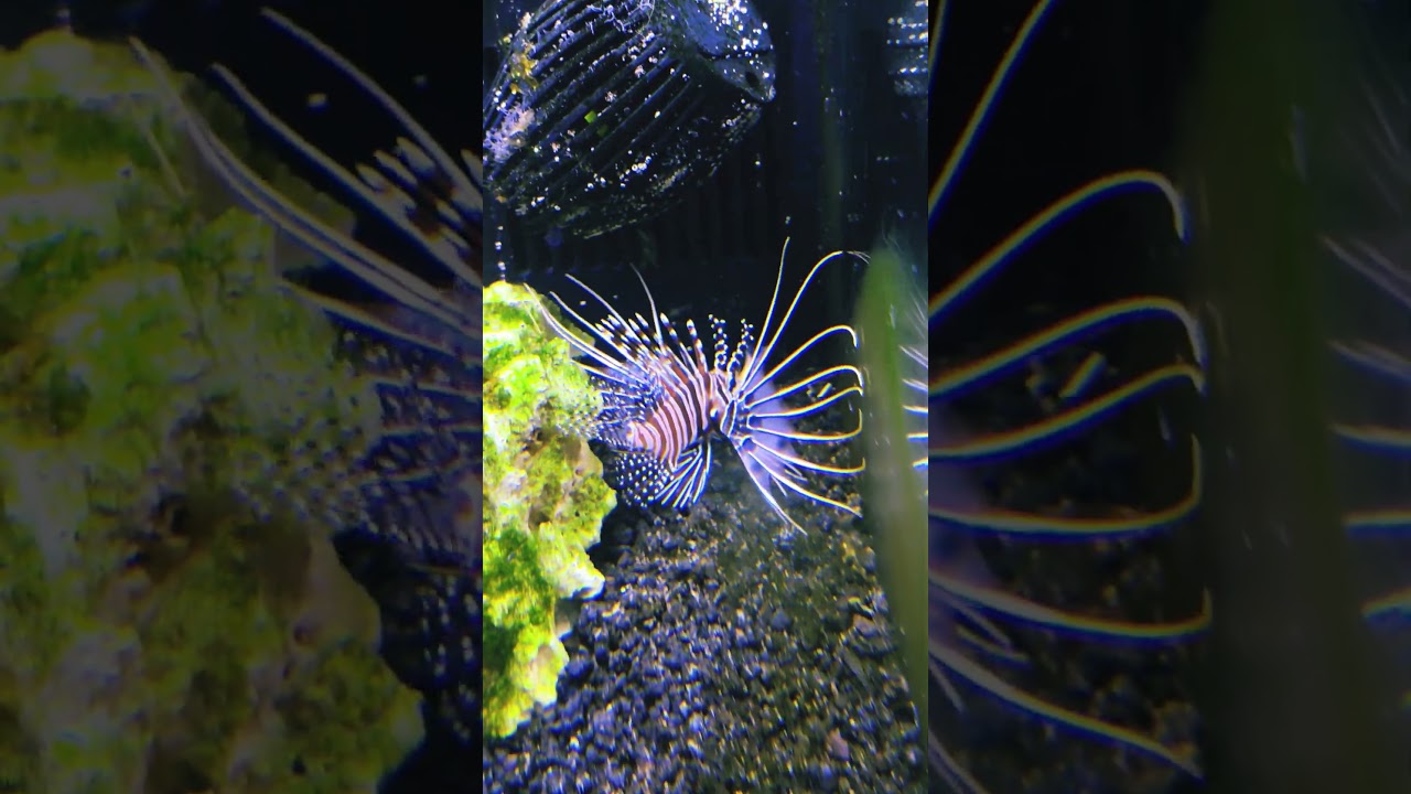 👑Lionfish👑 reminds me of kings, wearing a 👑 #lionfish #aquarium #fishtank #fishaquarium #aquascape