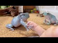 【ベタ慣れ】カエルと仲良くなりすぎるとこうなります