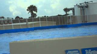 Fun With Dolphins 4.AVI