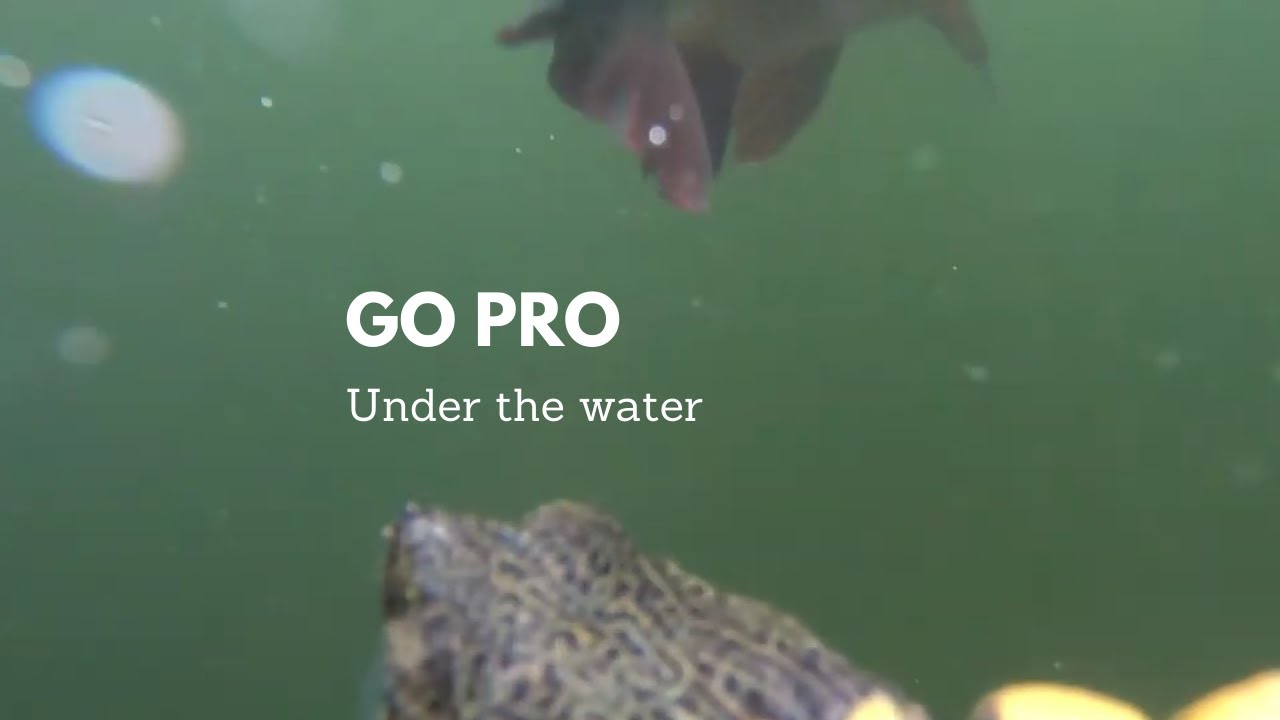 Turtle Gopro Turtle .GoPro on a Turtle Underwater Footage .go pro under the water ...