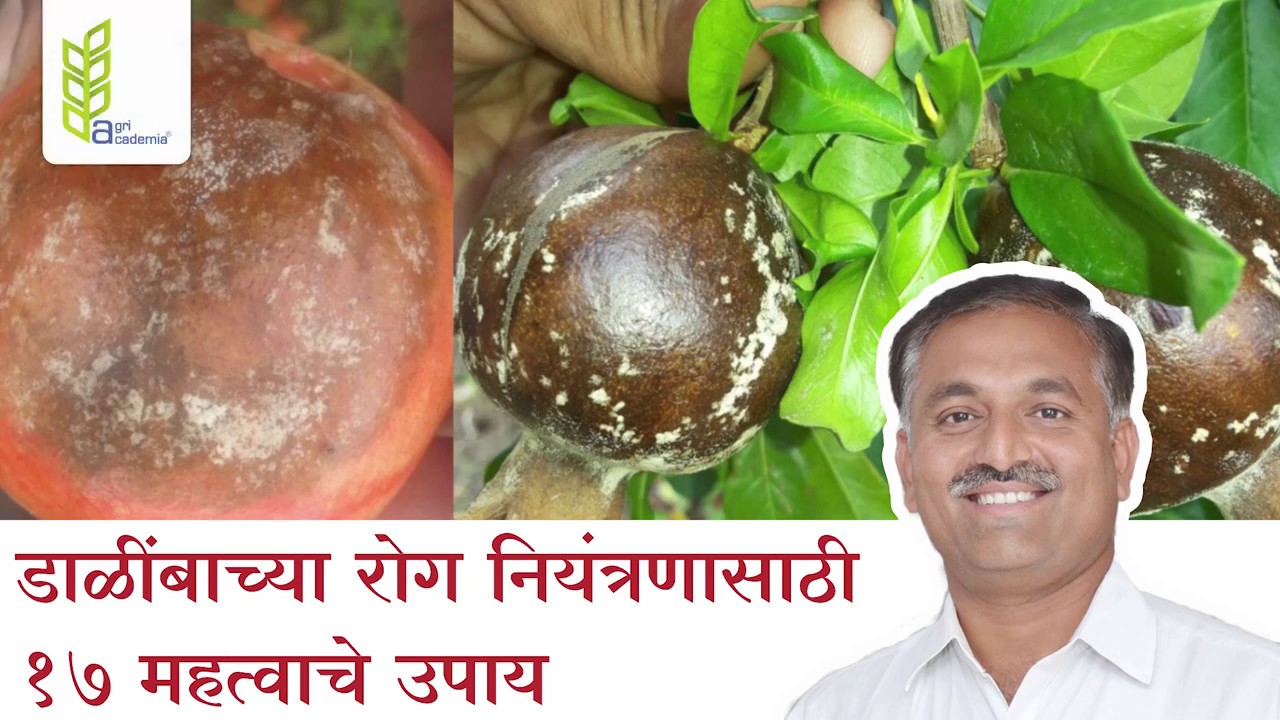 Pomegranate Disease Management - डाळींबाच्या रोग नियंत्रणासाठी १७ महत्त्वाचे उपाय | Btgore