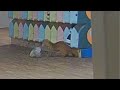こども園で10人超の上靴が盗まれる→園児標的の事件を視野に捜査→防カメ映像確認し捜査打ち切り　映っていたのは…「イタチ」