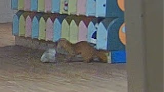 日本幼稚園學童鞋頻傳失竊 調監視器發現黃鼠狼叼走[影]