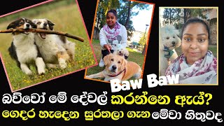 Common Dog Behaviors | ඔබේ සුරතලාව තේරුම් ගන්න ක්‍රම සහ සැලකිලිමත් විය යුතු කරුණු 🐶 #dogbehaviour