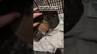 What predator would cause something like this? Normally they just take the whole bird… One of