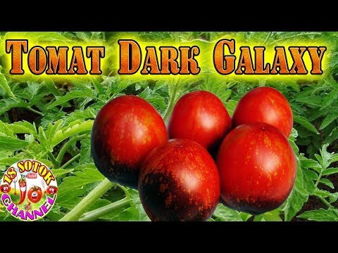 Томат Dark Galaxy (Тёмная галактика)