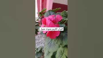 القرآن الكريم بصوت جميل #duet #القران_الكريم #اكسبلور #تيك_توك #المصحف #لايك #الرحمن