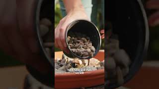 DIY Pollinator Watering Station