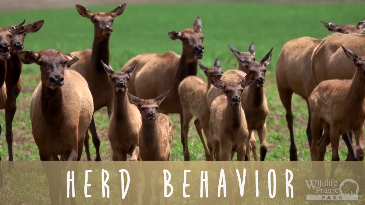 homeschool lesson plan template Animal Fact Friday at Wildlife Prairie Park- Herds