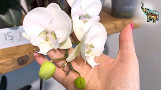 картинка: Большой обзор цветущей веранды с орхидеями и пальмами 🌸🌴 #phal #орхомания #тропики