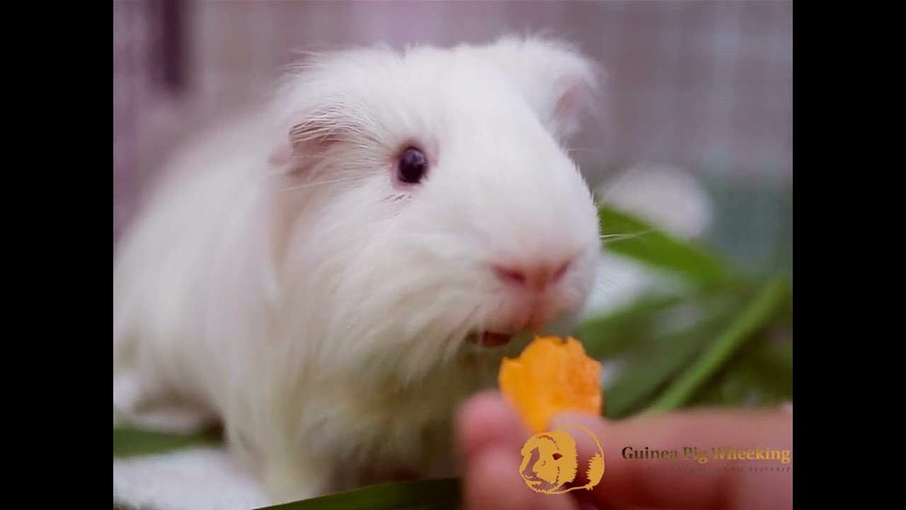 Can Guinea Pigs Eat Pumpkin?