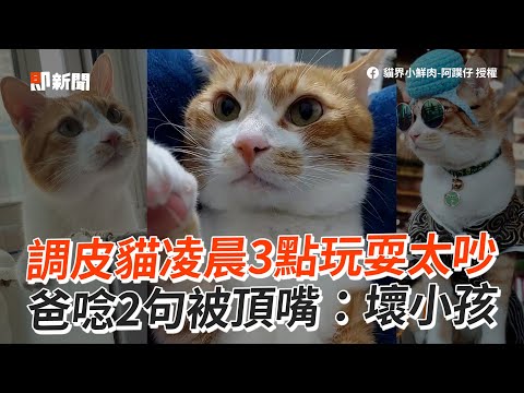 調皮貓凌晨3點玩耍太吵　爸唸2句被頂嘴：壞小孩│寵物│貓咪｜猫｜ねこ│Pet│Cat│Kitten