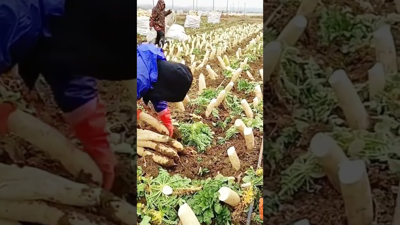 Joy harvesting radishes together 