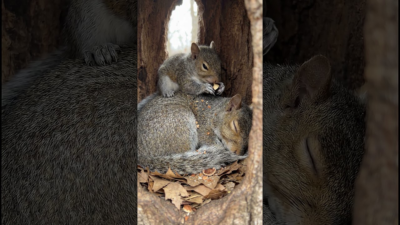👉 媽媽只說床上不能吃東西，沒說不能在她身上吃。👉 Mom only said no eating on the bed — she never said I can’t eat on her.