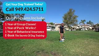 A Day In The Life Of A Dog Trainer (Episode 21) Arturo, Vince & Haley Training Dogs In The OC