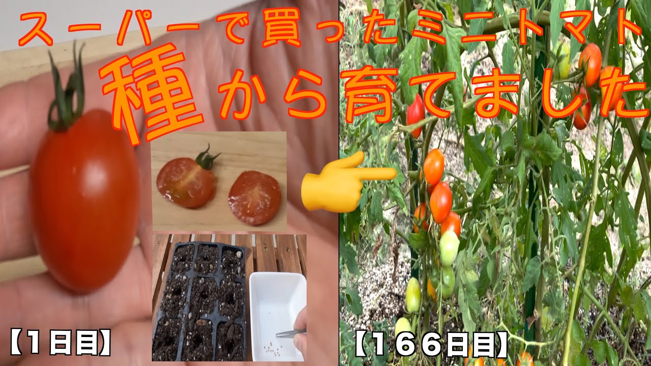 【家庭菜園】スーパーで買った『ミニトマト』の種を取って育ててみました。(無農薬栽培)