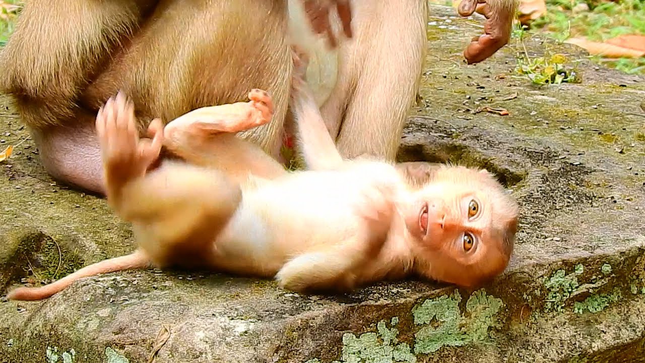 BABY MONKEY AMANDA IS SENSITIVE WITH MAMA ASHLEY