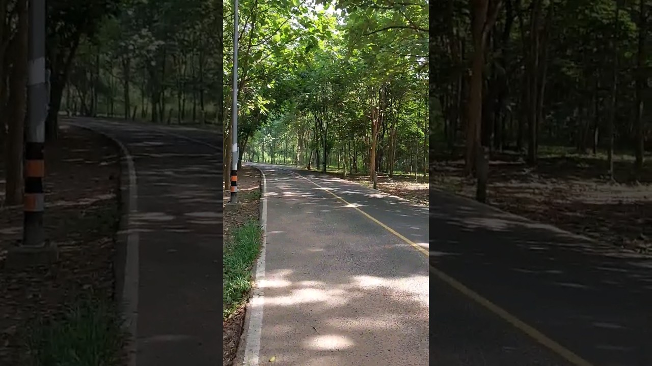 Walking in the forest 