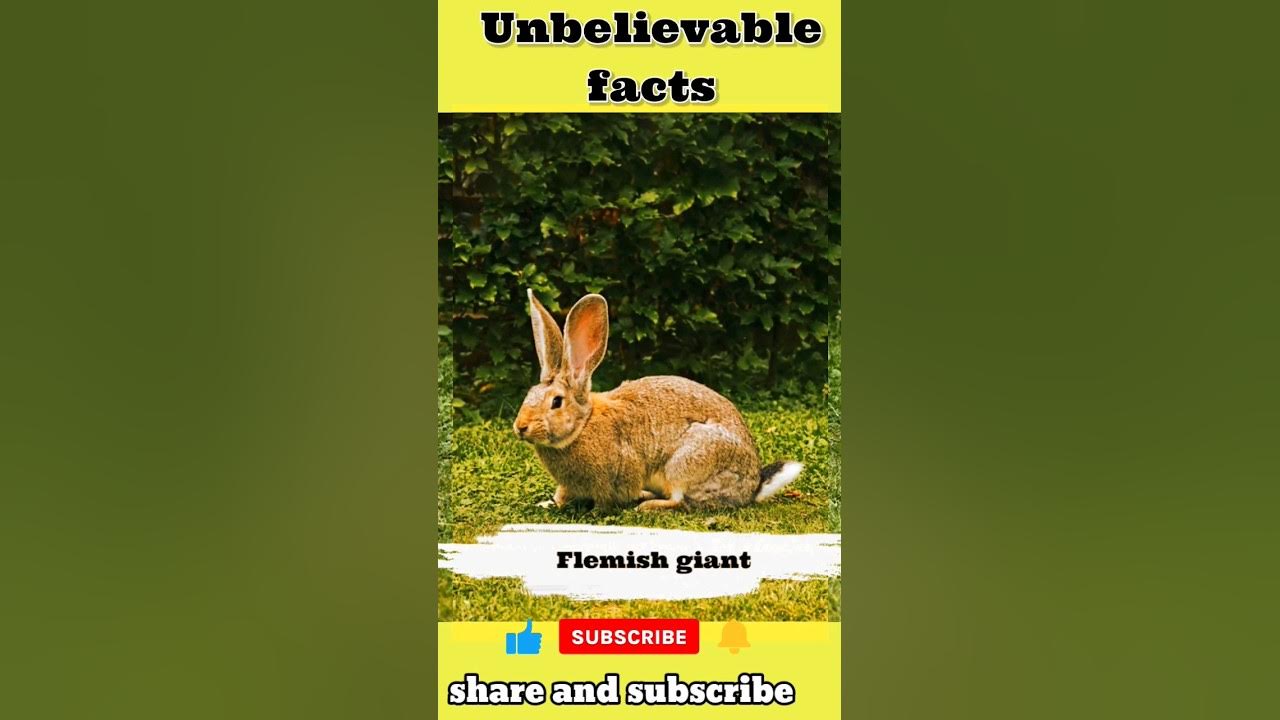 "Revelations of Wonder Top 5 Unbelievable Facts"shortvideos viral