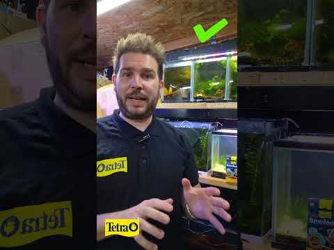 Why Tank Filters Fail #Shorts #AquariumBiology #NitrogenCycle #WaterCare #FishKeeper #TetraUK