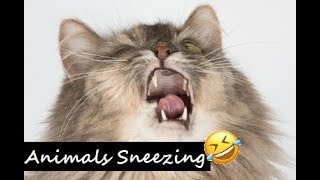 Animals Sneezing Compilation