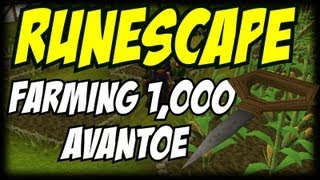 Runescape 1k Avantoe Seeds Goal + Finally Home (560/7000)