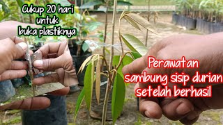Post-Durian Grafting Care