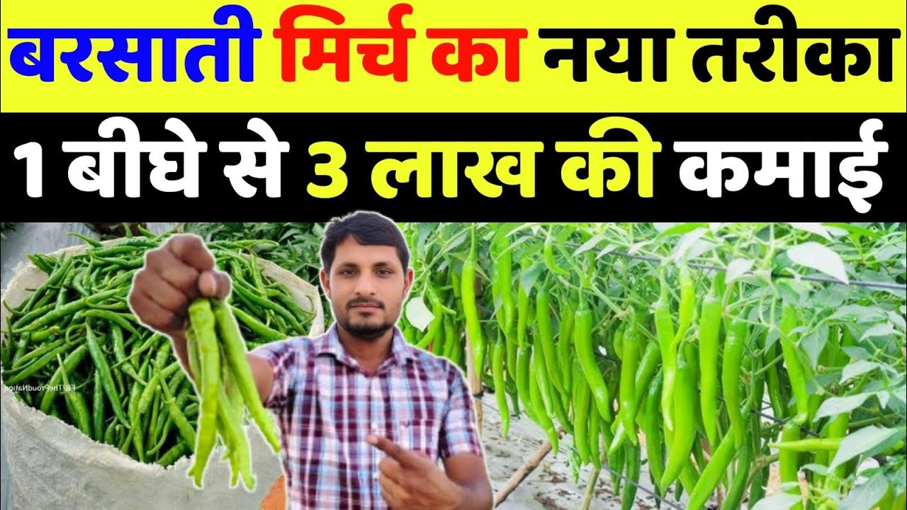 बरसाती मिर्च की खेती कब करें | barsat me mirch ki kheti kaise kare | mirch ki kheti kab ki jaati hai