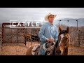 Feeding the Beef at a Cattle Grow Yard | PARAGRAPHIC