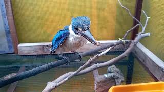 memberi makan burung cekakak sungai